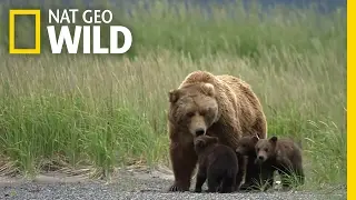 A Bear Cub Gets Lost | Destination WILD