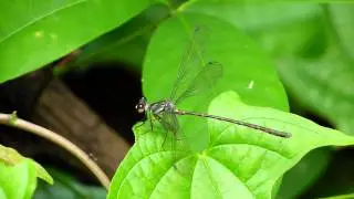 Podolestes orientalis male (15Nov2014)