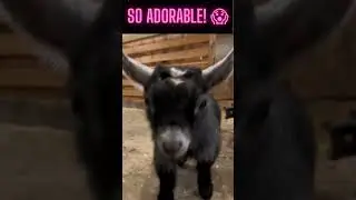 Super Adorable Donket! 😱