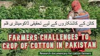 Challenges of Farmers to Crop of Cotton in Pakistan l cotton issues and challenges Pakistan