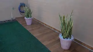Como plantar espada de santa Barbara, espada de São Jorge, espada prateada em vaso