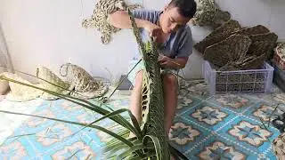 Cá Buồm Đại Dương (Sailfish)