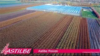 Hans van der Meer Astilbe - Plantenkwekerij Kapteijns bv [HD video]