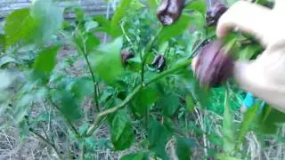 Big Black Mama Super Hot Peppers.......