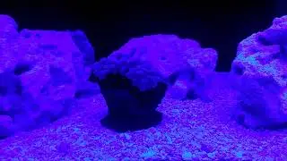 QT Frag Tank with Reef Brite Lumi Lite - Part 2