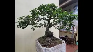 Quân Phương: Muội Hồng Giá Rẻ…0356726889
