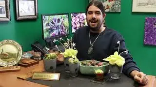 Carnivorous Plants: Butterwort (Pinguicula)