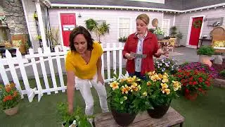 Cottage Farms 2pc Sunbeam Yellow Summer Trumpet Vine Live Plants on QVC
