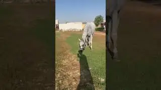 A Relaxing Morning with a Beautiful Horse Grazing 🌿#shortvideo #wstips #shorts #short #hores #love
