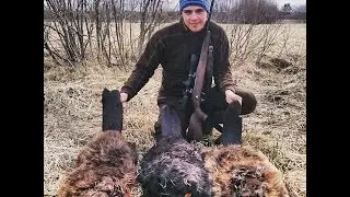 За вечер три бобра все больше 20кг, Three beavers, 3 majava, B&auml;verjakt