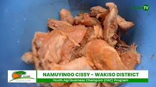 Roasting chicken on the street of Wakiso, a successful story of Cissy
