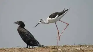 Featherfest