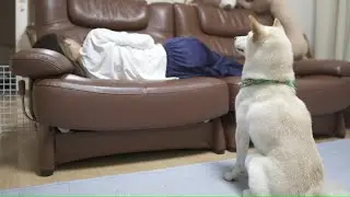 熱が出てるお姉ちゃんを心配して傍にいる柴犬が健気すぎました【癒し】