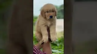 Golden Retriever. puppy new. home champion bloodline KC registered ph9988012607