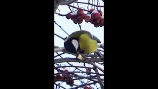 Cинички Зимой  #Shorts  |Titmouse Birds in Winter