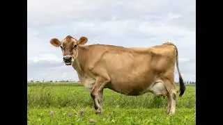 AI Generated: Get ready to moo-ve! Discover the joy of dancing w...