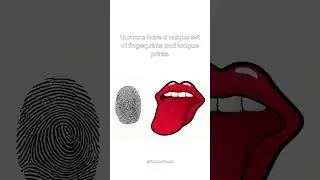 Unique Prints: Fingerprints and Tongue Prints