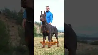 😮 La historia del D&oacute;berman #perros #doberman
