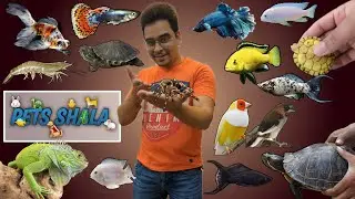 Update of all my pets | Pets Vlog Hindi #petsshala #petsvlog #petsvloghindi #dailypetsvlog
