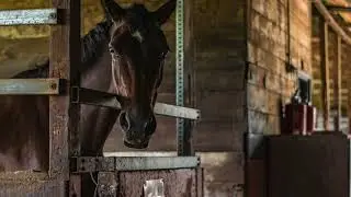 Horse Walks Away in Stable Sound Effect