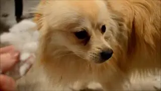 Guilty dog Toby