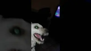 Perro loco por un peluche de la tuiti