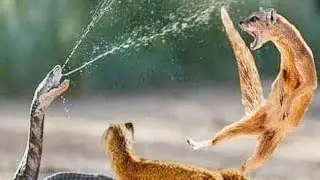 Snake vs Squirrel : New Latest Amazing Video : MW TV