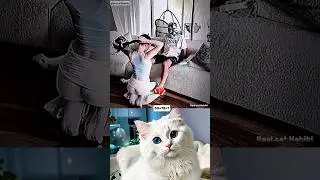 wife Rock hasband shocked 💀 #funny #cat #viral #trending