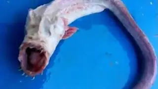 CREATURE WITH NO EYES CAUGHT