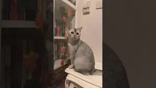 😅😅😅 #cats #cute #youtube #baby #babygirl #cat #joy #toy #babyshark #motivation