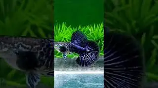 Blue dragon bds hm #usa #india #europe #animals #fish #english #canada #china #mexico #indonesia