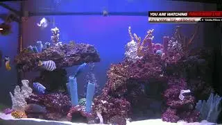 Fishcenter - November 4, 2020