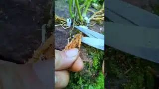 Dendrobium,  A Plant That Can Grow Without Soil A Traditional Herbal Medicine #satisfying #short