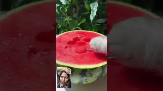 Cat made watermelon juice | #cookingcat #meowchef #watermelon #supercatchef #pets #fruit #chefcat
