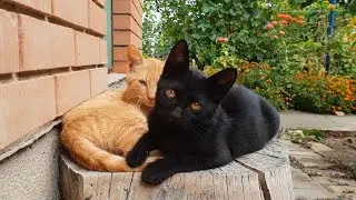 Happy Cat Life (Mini Movie)
