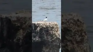 River Tern on a Pillar
