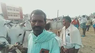 🔥 పెబ్బేరు సంత ఈరోజు ఆవుల | గొర్రెలు, మేకలు, ఎద్దుల అసలైన ధరలు | Pebbair Market Live