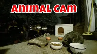 Live Animal Cam Friday! 🦊🦌🐦🦝😻