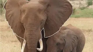 Man Saves Wild Animals By Giving Them Water! | The Koala