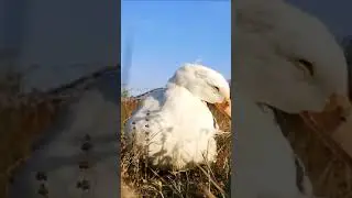 Duck's Autumn After Bath Routine! #Shorts