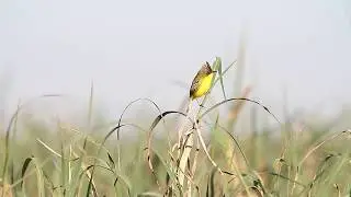 Tricolino (Pseudocolopteryx sclateri).