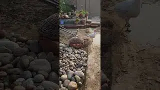 Duck #turkey #minifarm #minivlog MORNING DUCK Enjoy water bathing