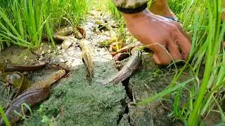 Amazing Dry Season Fishing Fish Of the Last Year 2020 Easy Finding - Catching Fishes in Rice Fields