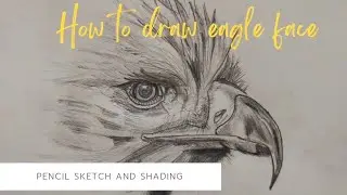 How to draw eagle face || Pencil sketch with shade || Easy and simple drawing for beginners