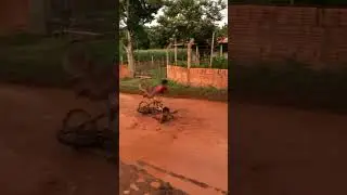 Capotou😅😂#rodeo #rodeio #rodeioshow #rodeios #rodeiobarretos #rodeioamericana #matuto😂😂 #shortsfeed