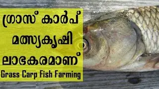 Grass Carp Fish Farming in Kerala | Grass Carp Fish breeding | ഗ്രാസ് കാർപ് കൃഷി