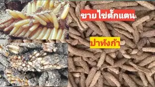 เปิดขายไข่ตั๊กแตนปาทังก้า ใครสนใจรายละเอียดในคลิป พร้อมส่งครับ