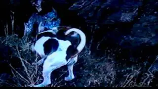 Training young hounds on the dry ground in the rocks