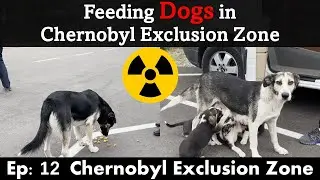 Ep 12 Feeding Dogs in Chernobyl Exclusion Zone