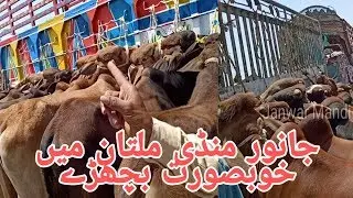 Janwar Mandi Khobsorat Bachray for sale any time contact | Janwar mandi and Information |